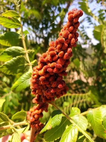 צילום: Uri Bezaleal
